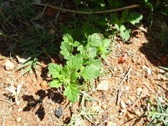 Dysphania melanocarpa