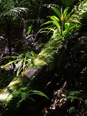 Calanthe ventilabrum
