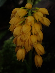 Calanthe ventilabrum