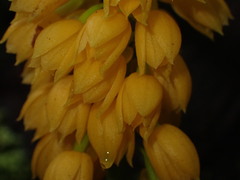 Calanthe ventilabrum