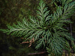 Selaginella firmuloides