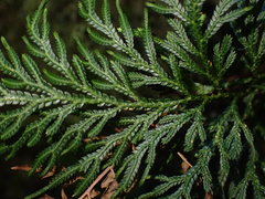 Selaginella firmuloides