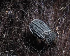 Ictonyx striatus striatus