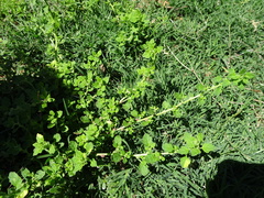 Dysphania melanocarpa