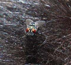 Ictonyx striatus striatus