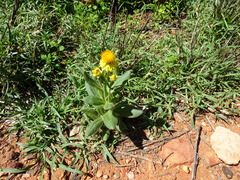 Xerochrysum interiore
