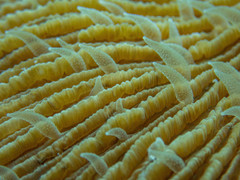 Fungia fungites