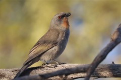 Pachycephala inornata