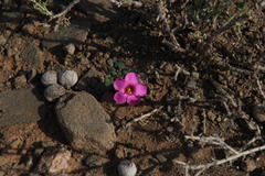 Oxalis fergusonae