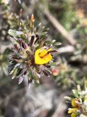 Pultenaea canaliculata