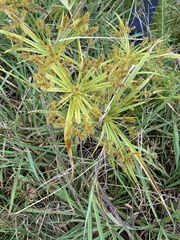 Cyperus meyenianus