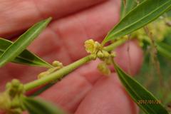 Clutia hirsuta
