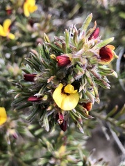 Pultenaea canaliculata