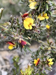Pultenaea canaliculata