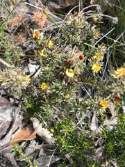 Pultenaea canaliculata