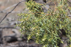 Myoporum platycarpum