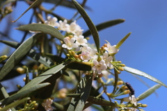 Myoporum platycarpum