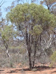 Myoporum platycarpum