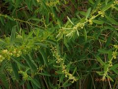 Clutia hirsuta