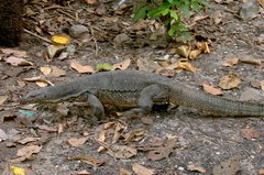 Varanus salvator macromaculatus