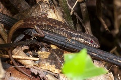 Saproscincus basiliscus