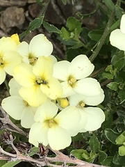 Erysimum franciscanum