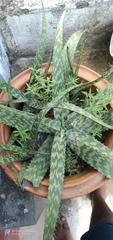 Aloe greatheadii