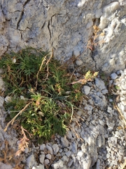 Chamaerhodos grandiflora