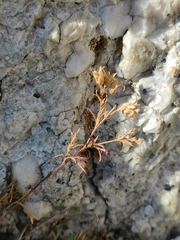 Chamaerhodos grandiflora