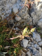 Chamaerhodos grandiflora