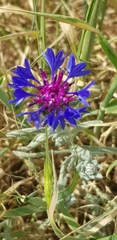 Centaurea depressa