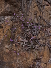 Tetratheca ericifolia