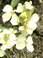 Erysimum franciscanum