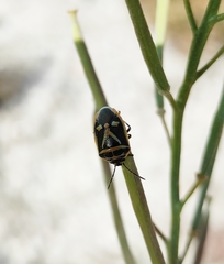 Eurydema gebleri