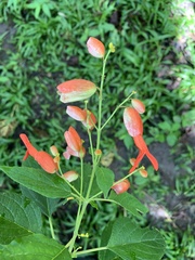 Salvia sessei