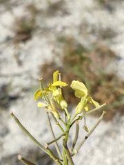 Erysimum flavum