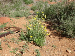 Rhodanthe tietkensii