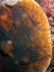 Echinopora