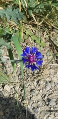 Centaurea depressa