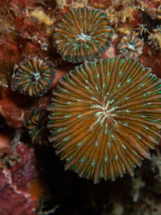 Fungia fungites