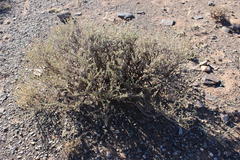 Pentzia