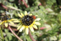 Clania glenlyonensis