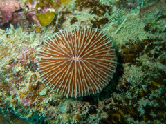 Fungia fungites