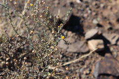 Pentzia