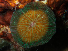 Fungia fungites