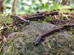 Batrachoseps wrighti