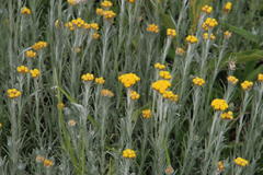 Helichrysum aureonitens