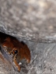 Eleutherodactylus planirostris