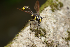 Monoceromyia javana