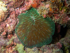 Fungia fungites